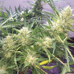 Auto Cheese feminised Ganja Seeds