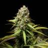 семена конопли почтой Auto Super Lemon Haze CBD feminised Green House Seeds