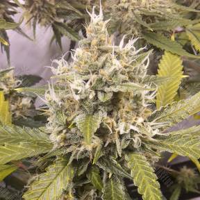 Auto Super Lemon Haze CBD feminised Green House Seeds