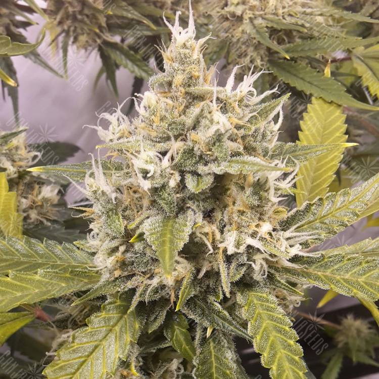 заказ семян конопли Auto Super Lemon Haze CBD feminised Green House Seeds