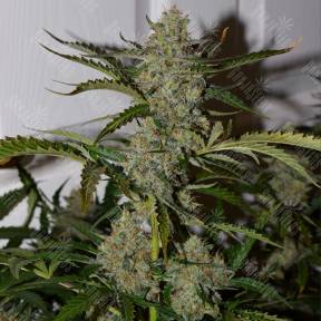 Auto Glueberry OG feminised Dutch Passion Seeds
