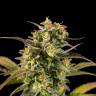 Семена Jack 47 feminised RuSeeds