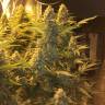купить семена конопли Snow Leopard feminised Bang Seeds купить семена конопли Snow Leopard feminised Bang Seeds