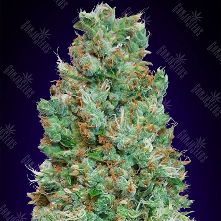 заказать качественные семена конопли Auto Blueberry feminised 00 Seeds заказать качественные семена конопли Auto Blueberry feminised 00 Seeds