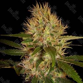 Martian Mean Green feminised DNA Genetics