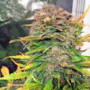 Auto Bubba Cheese feminised Humboldt Seeds