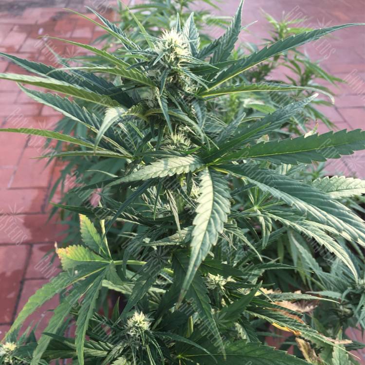 семена конопли для курения Auto No Name feminised Medical Seeds семена конопли для курения Auto No Name feminised Medical Seeds