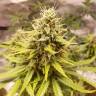 семена конопли аутдор Auto Tutankhamon feminised Pyramid Seeds