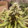 семена конопли в интернете Auto Tutankhamon feminised Pyramid Seeds