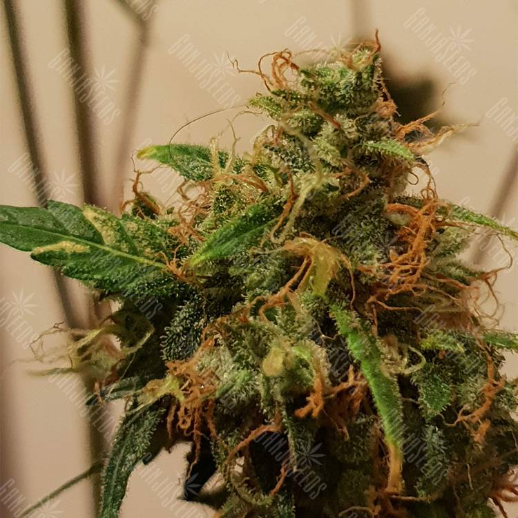 где можно заказать семена конопли Auto Royal Kush feminised Royal Queen где можно заказать семена конопли Auto Royal Kush feminised Royal Queen