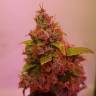 семена конопли Россия Auto Royal Kush feminised Royal Queen семена конопли Россия Auto Royal Kush feminised Royal Queen
