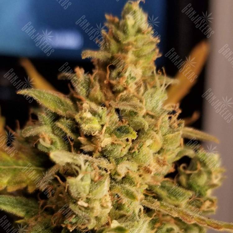 семена конопли индика Auto Sweet Cheese feminised Sweet Seeds семена конопли индика Auto Sweet Cheese feminised Sweet Seeds