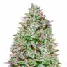 Семена марихуаны Blue Gelato 41 feminised Ganja Seeds Семена марихуаны Blue Gelato 41 feminised Ganja Seeds