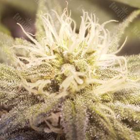 Auto Lemon feminised Ganja Seeds
