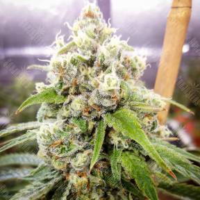 Black Domina x Jack Herer feminised Ganja Seeds
