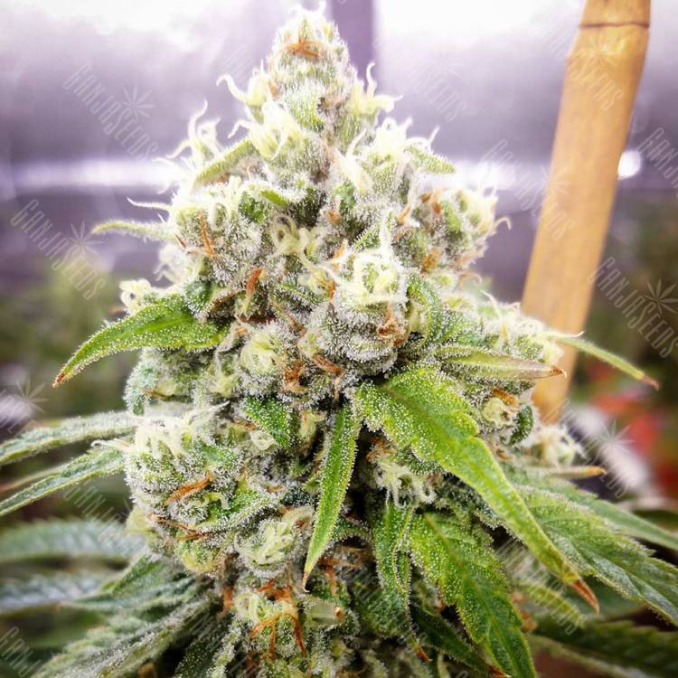 семена конопли с доставкой Black Domina x Jack Herer feminised семена конопли с доставкой Black Domina x Jack Herer feminised