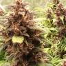 автоцветущие семена конопли Auto Red Dwarf feminised автоцветущие семена конопли Auto Red Dwarf feminised