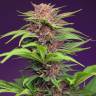онлайн семена конополи Auto Red Dwarf feminised онлайн семена конополи Auto Red Dwarf feminised