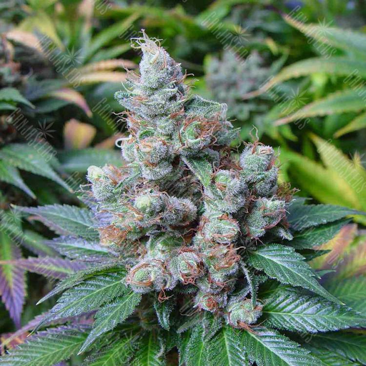 New York City feminised RuSeeds New York City feminised RuSeeds