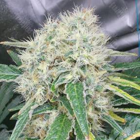 Talas feminised Bang Seeds