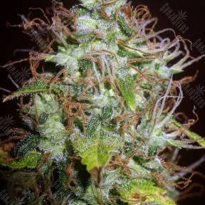 Auto Kush regular Ganja Seeds