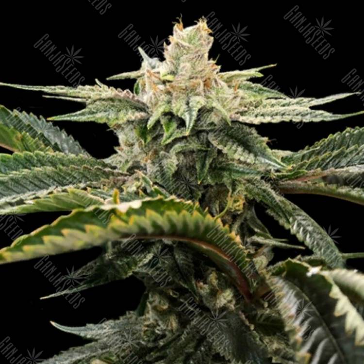 семена конопли Москва Miss USA feminised DNA Genetics