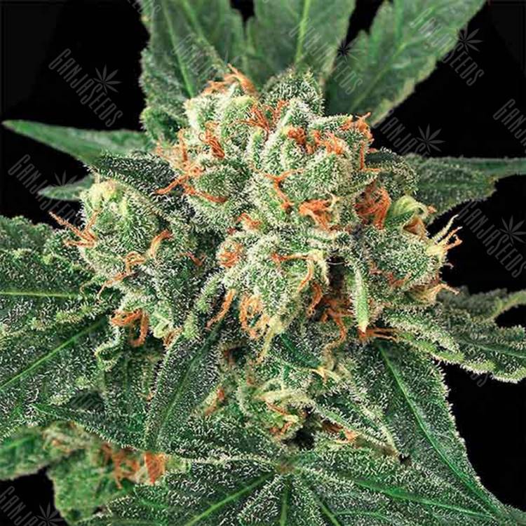 семена конопли Россия Blue Monkey feminised Exotic Seed семена конопли Россия Blue Monkey feminised Exotic Seed