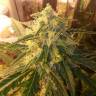 семена конопли Россия Auto Bubba Kush feminised Humboldt Seeds