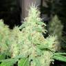 семена конопли элитных сортов Bcn Sour Diesel feminised Medical Seeds