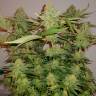 семена конопли в интернете Bcn Sour Diesel feminised Medical Seeds