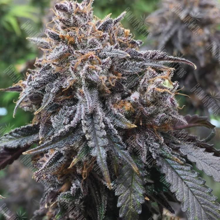 семена конопли с доставкой рф Auto Afghan Kush feminised Ganja Seeds семена конопли с доставкой рф Auto Afghan Kush feminised Ganja Seeds