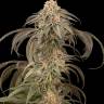 купить онлайн семена конопли Auto Afghan Kush feminised Ganja Seeds купить онлайн семена конопли Auto Afghan Kush feminised Ganja Seeds