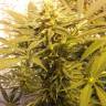 Семена марихуаны Marmalate feminised Ganja Seeds Семена марихуаны Marmalate feminised Ganja Seeds