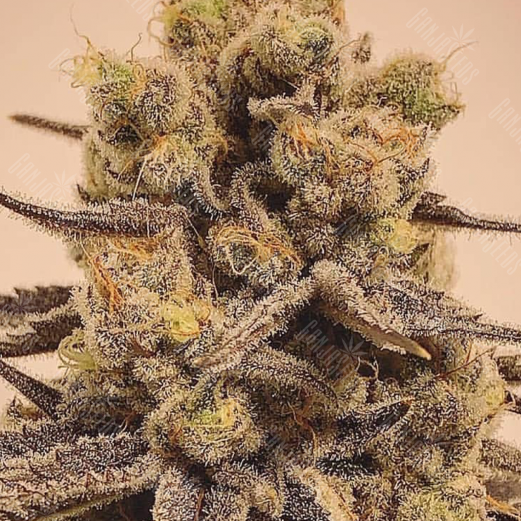 купить семена конопли хорошие Marmalate feminised купить семена конопли хорошие Marmalate feminised