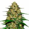 Семена Wedding Cheesecake feminised Ganja Seeds