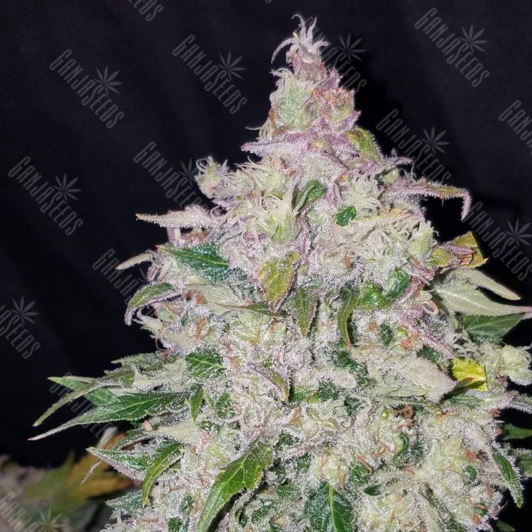 семена конопли с доставкой Auto Fast Bud feminised семена конопли с доставкой Auto Fast Bud feminised