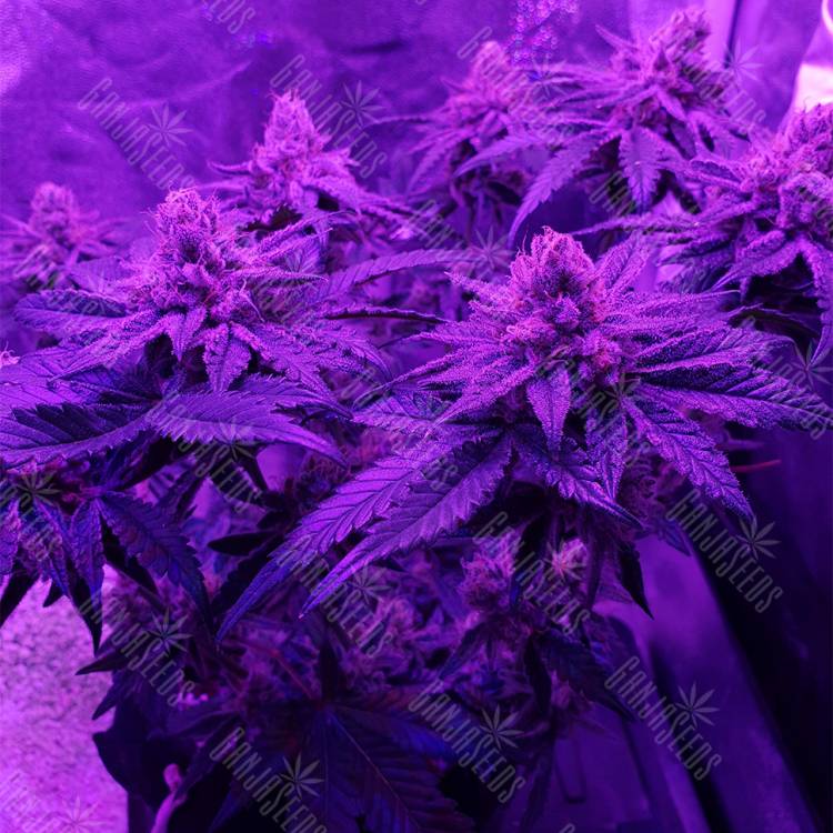 семена конопли в России Peyote Cookies feminised Barneys Farm семена конопли в России Peyote Cookies feminised Barneys Farm