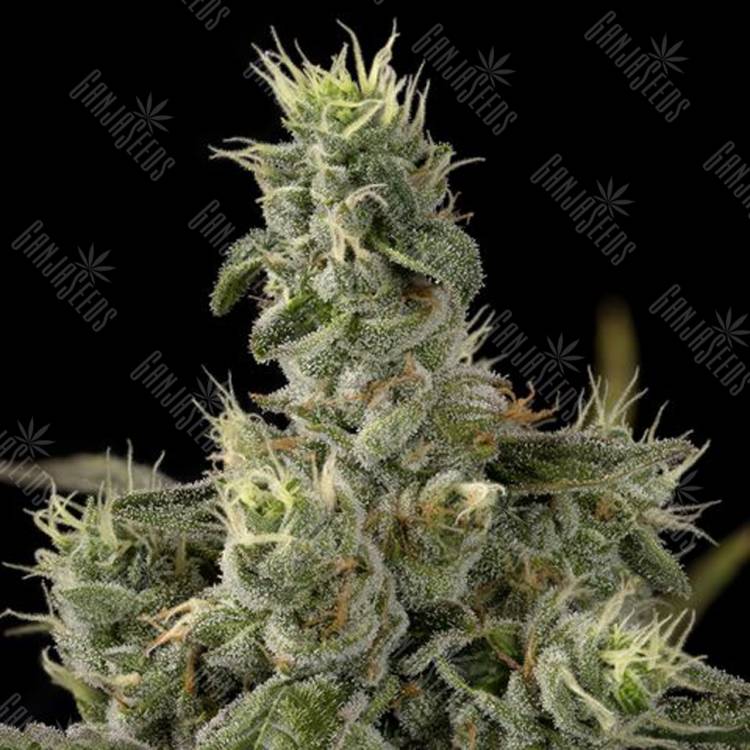 семена конопли для посадки купить Nicole Kush feminised DNA Genetics семена конопли для посадки купить Nicole Kush feminised DNA Genetics