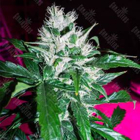Auto Dr. Greenthumb's Dedoverde Haze feminised Humboldt Seeds