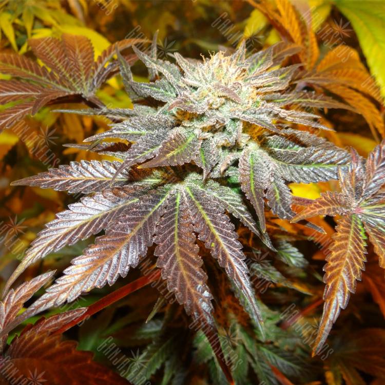 семена конопли с доставкой Canadian Kush feminised Medical Seeds семена конопли с доставкой Canadian Kush feminised Medical Seeds