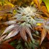 семена конопли с доставкой Canadian Kush feminised Medical Seeds семена конопли с доставкой Canadian Kush feminised Medical Seeds