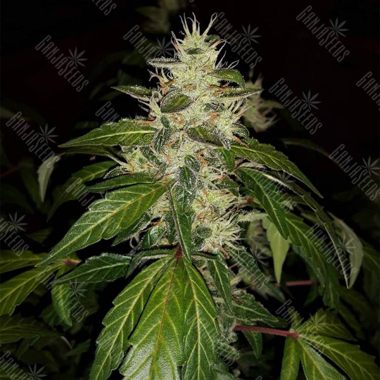 семена конопли сорта сатива Auto Jack feminised Paradise Seeds семена конопли сорта сатива Auto Jack feminised Paradise Seeds