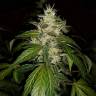 семена конопли сорта сатива Auto Jack feminised Paradise Seeds семена конопли сорта сатива Auto Jack feminised Paradise Seeds