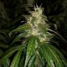 мощные семена конопли Auto Jack feminised Paradise Seeds мощные семена конопли Auto Jack feminised Paradise Seeds
