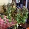 семена конопли в фирменной упаковке Auto Jack feminised Paradise Seeds семена конопли в фирменной упаковке Auto Jack feminised Paradise Seeds
