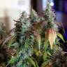семена конопли интернет магазин Auto Jack feminised Paradise Seeds семена конопли интернет магазин Auto Jack feminised Paradise Seeds