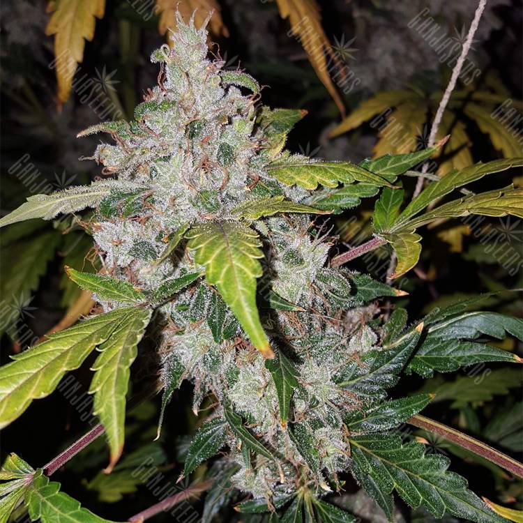 семена индийской конопли Auto White Widow feminised Pyramid Seeds