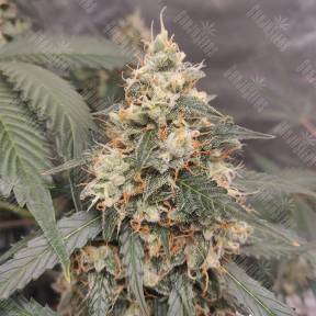 Auto White Widow feminised Royal Queen