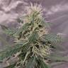 семена конопли курьером Auto White Widow feminised Royal Queen