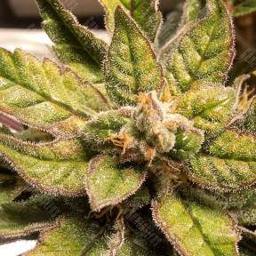 Auto Sweet Nurse CBD feminised Sweet Seeds